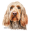 Thumbnail: Spinone Italiano