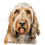 Thumbnail: Spinone Italiano