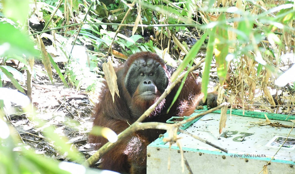 オランウータン野生復帰の裏側