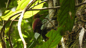 クジェ・セウェンの森に息づく生命の痕跡