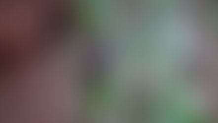 トゥアナンの森を統べるオスのオランウータン「ダヤク」