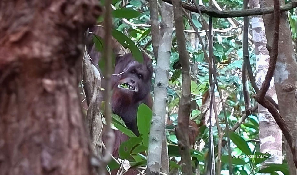 トゥアナンの森を統べるオスのオランウータン「ダヤク」