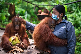 一般社団法人Borneo Orangutan Survival Japan | オランウータン保護