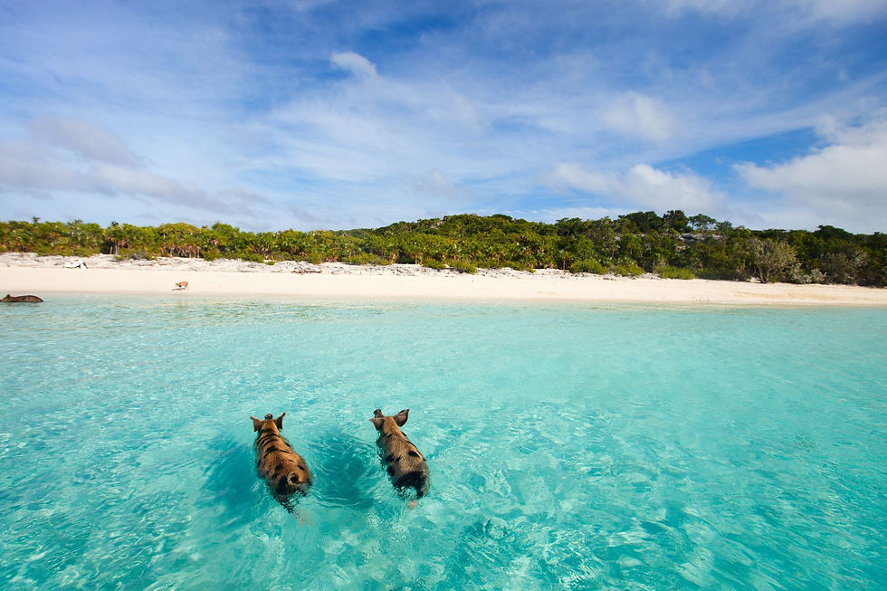 Swimming with pigs in the Bahamas