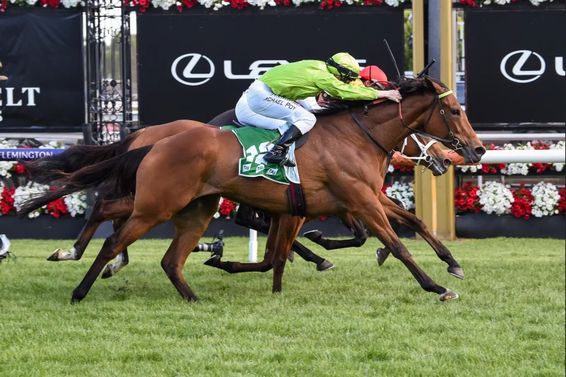 Affair To Remember G2W Toronado.webp