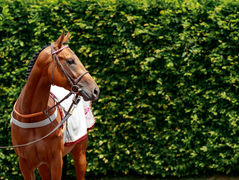 Premier consignment Al Shaqab Racing à Arqana