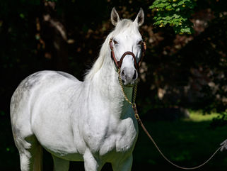 Another Group 1 Performance for Al Mourtajez