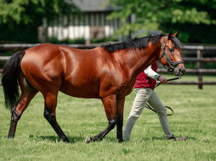 €100,000 for a daughter of Lusail at Tattersalls