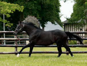 Double of international winners for Wooded