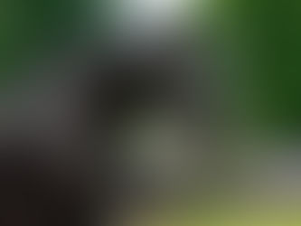 Wooded filly Woodwooded breaks through at San Sebastian