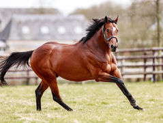 Premières juments pleines d'Al Hakeem au Haras de Bouquetot