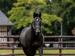 Woodros par Wooded s'est imposé sur l'hippodorme de La Martinique