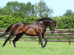 Zelzal, Wooded and Romanised complete a clean sweep in the Prix Raymond Godinez