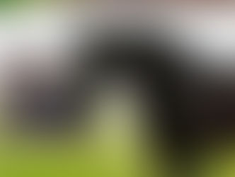 10e gagnant pour WOODED