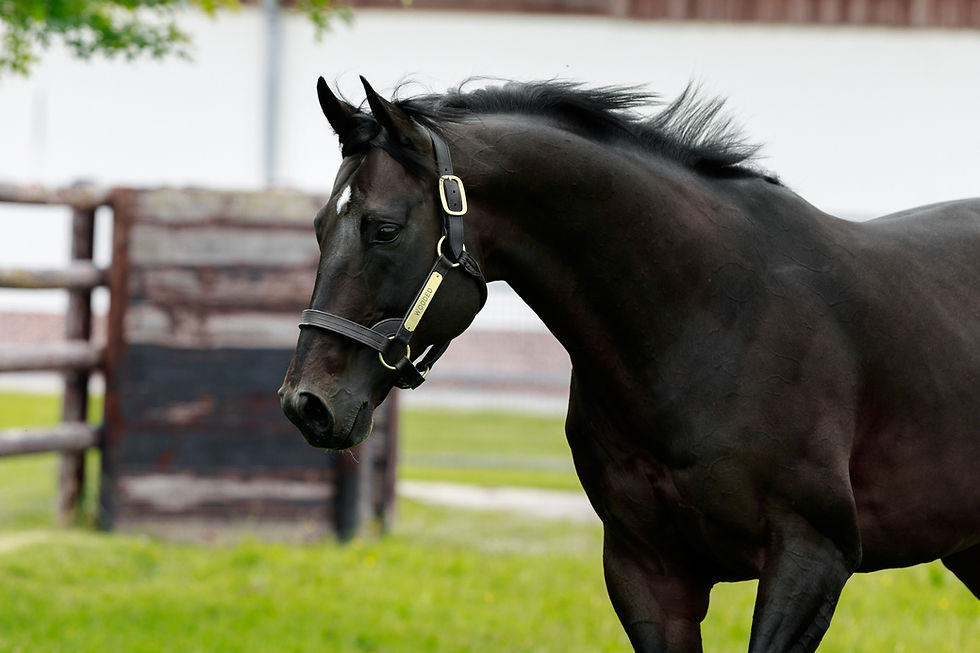 Wooded pictured at Haras de Bouquetot by Zuzanna Lupa Photography