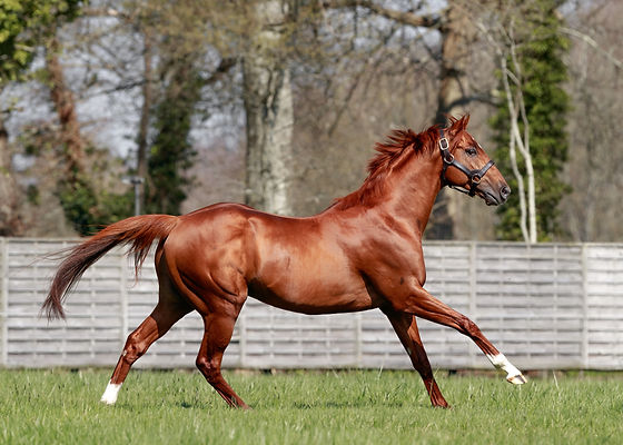 Galileo Gold-230403-42-┬®Zuzanna Lupa.jpg