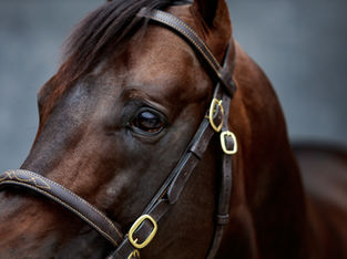 Blacktype boost for Zelzal as winners keep flowing