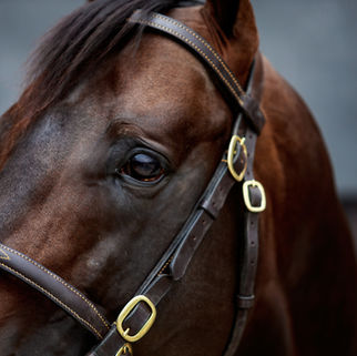 Blacktype boost for Zelzal as winners keep flowing