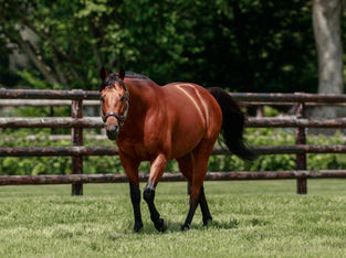 Lusail Welcomes His First Foals