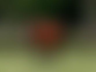 Lusail accueille ses premiers foals