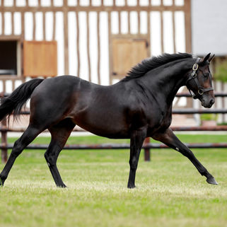 Armor Supreme leads new juvenile wave for Armor