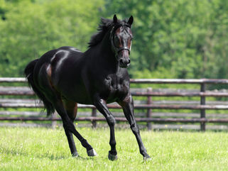 Armor, 3e Blacktype en 3 jours!