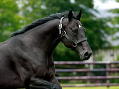 Wooded’s trio of winners caps a successful week