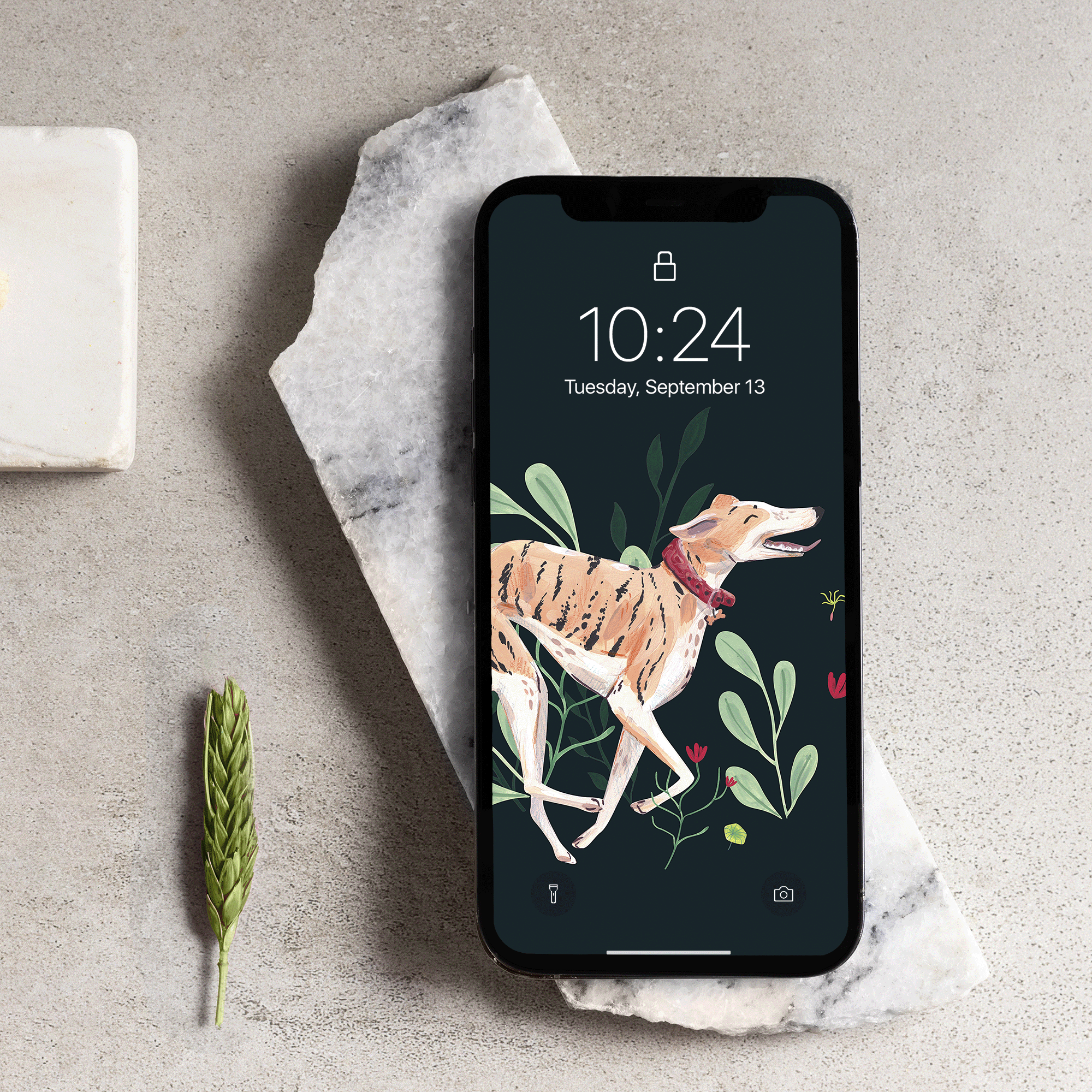 Running whippet phone background