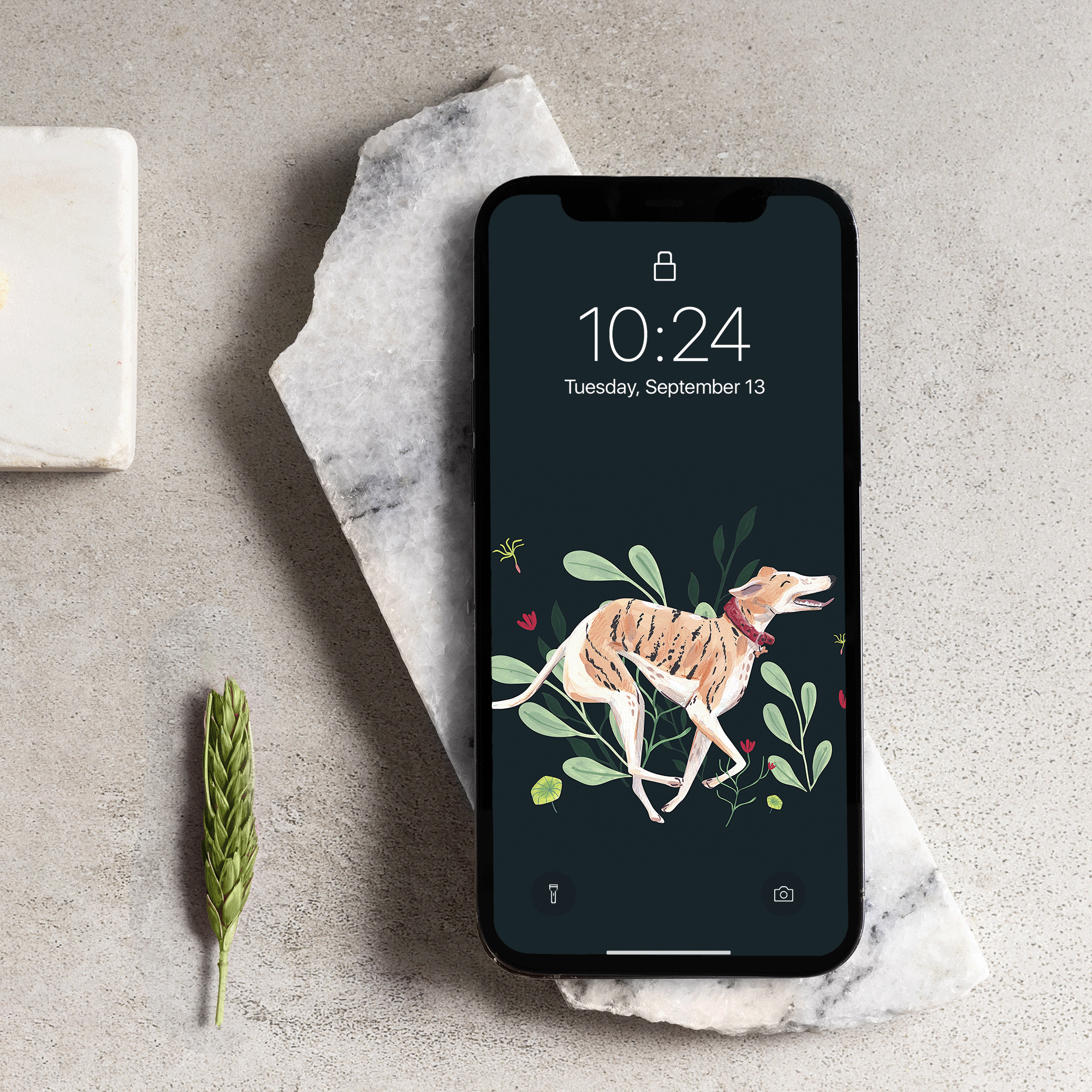 Running greyhound phone background