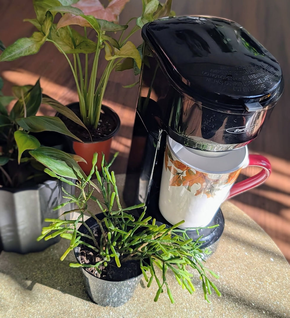 Plant Lovers' Music Night Delight