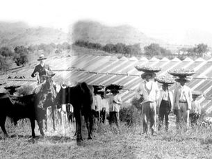 El pulgón americano