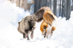 Running Red foxes