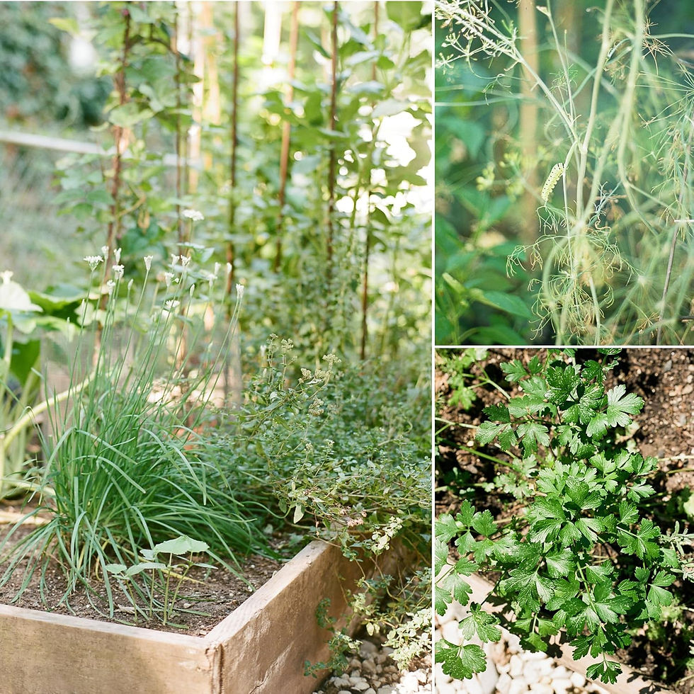 Thumbnail: Sereniseed Certified Organic Herb Seeds