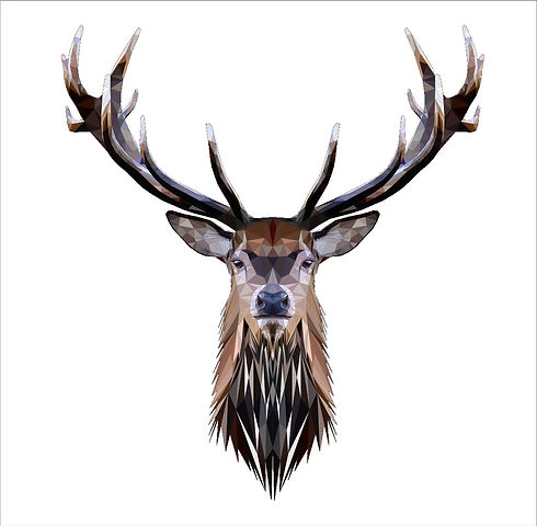 stag.jpg