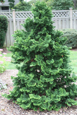 chamaecyparis-obtusa HINOKI
