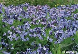 AMSONIA BLUE STAR