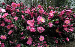 Camellia-Shishi-Gashira