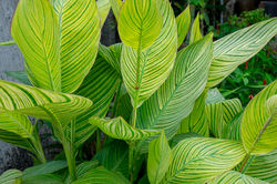 canna pretoria