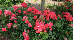 coral drift roses