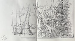 Cévennes vegetation