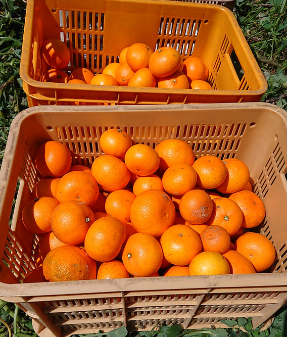 sdetoka04.JPG