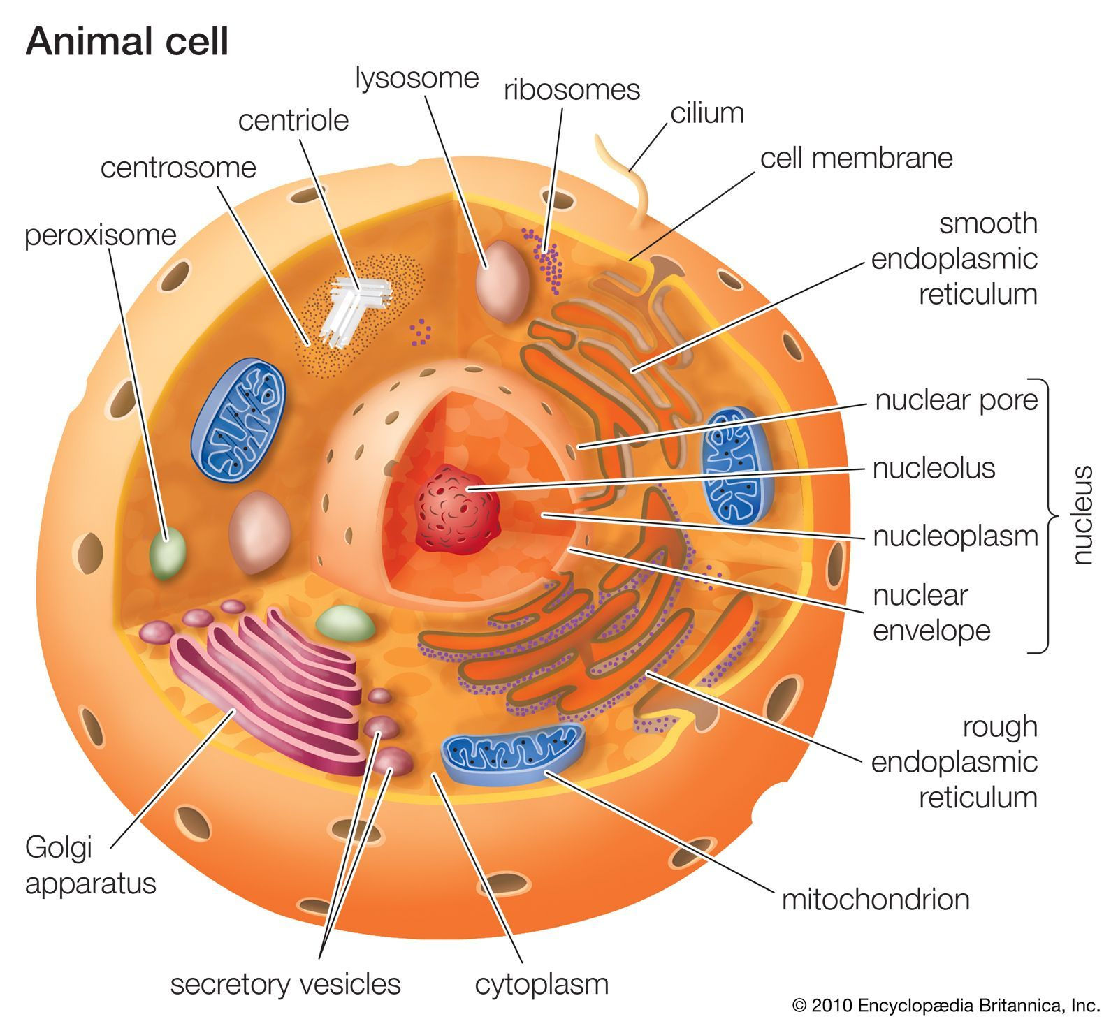 Cells and Tissues CEU Online