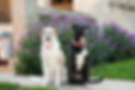 scout dog16.jpg