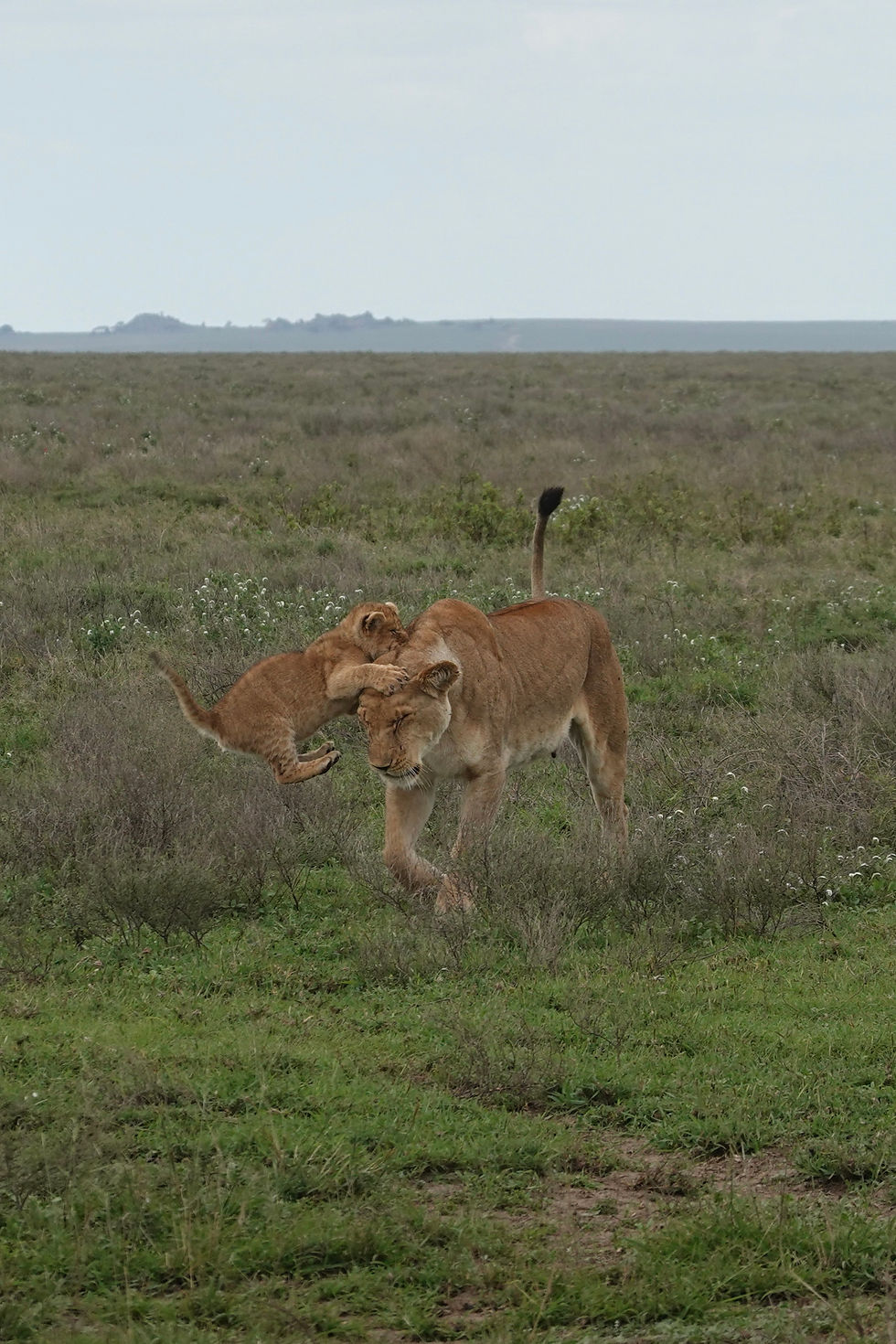African Adventures