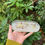 Thumbnail: Fungi and Crystal Chip Tray