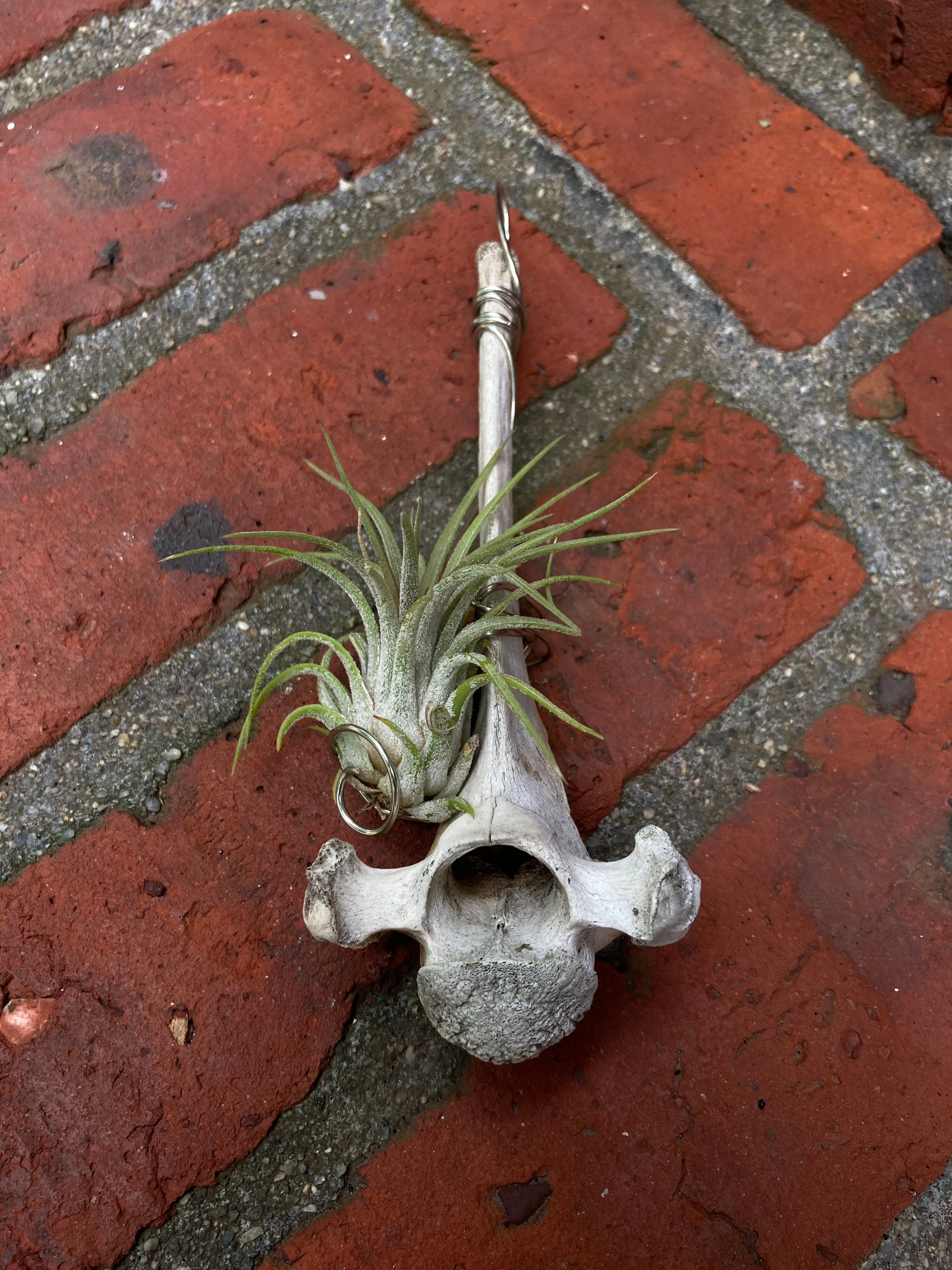 Air Plant and Hanging Stand