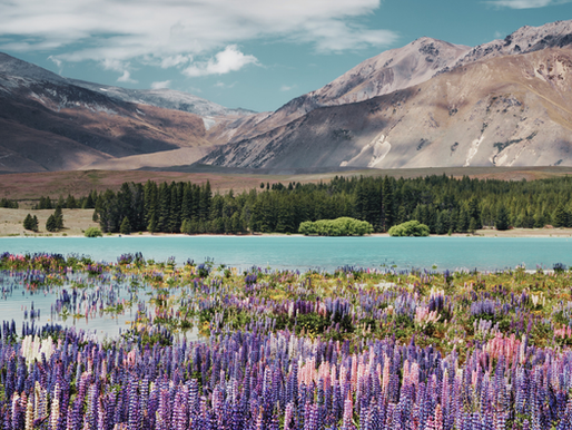 New Zealand Expands Pathway Student Visa Rules, Creating More Flexible Routes for International Students