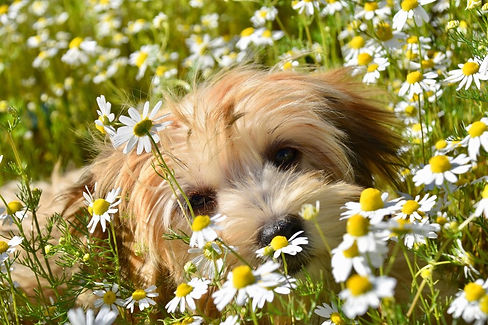 havanese-puppy-6314649_1920_50.jpg