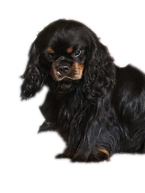 George 9f080d7e-4df1-4374-ac1f-7ec2352b371b_edited_edited.png