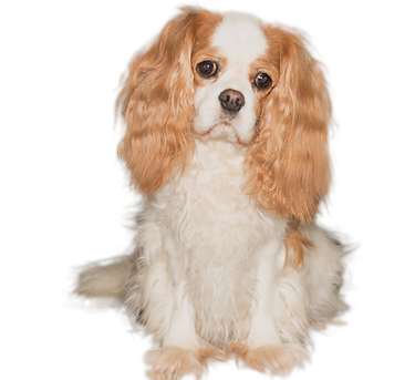 Betty freigestellt 2018_2_edited_edited.